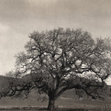 Roadside oak