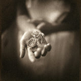 Rose buds