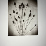 Thistles - photogravure print - The Weekly Edition