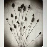 Thistles - photogravure print - The Weekly Edition