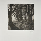 A Path Through the Trees- Without Limits - Photogravure print
