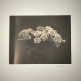 Roses Close - Platinum Palladium print