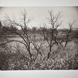 Guarding  Nature - photogravure print - The Weekly Edition