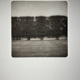 Park Trees | Copenhagen  - photogravure print - The Weekly Edition