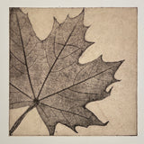 Maple | Soft  Ground Etching on copper with Chine Collé