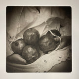 Pomegranates - photogravure print - The Weekly Edition