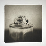 Bobcat Skull  - photogravure print - The Weekly Edition