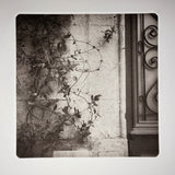 Vines + Wall  | Bordeaux  - photogravure print - The Weekly Edition