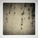 Winter Vines |   photogravure print - The Weekly Edition