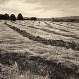 Sauvie Island grass lines