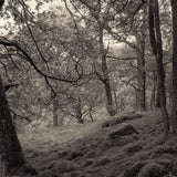 Scotland forest