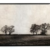 Five Trees Sauvie Island - Polymer photogravure print - Edition 2021