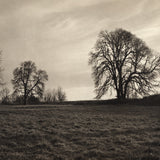 Meadow - Sauvie Island