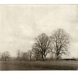 Sauvie trees   - Polymer photogravure print - Edition 2021