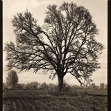 Afternoon oak
