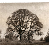 Afternoon Oaks - Polymer photogravure print - Edition 2021