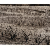 Mt. Hood Cherry Trees - photogravure print - The Weekly Edition