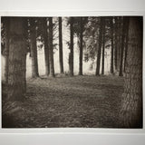 Dark Forest - photogravure print - The Weekly Edition
