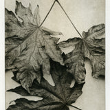 Maple leaves - Photogravure print