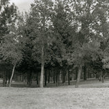 Morning trees