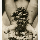 Polymer Photogravure - Roses #2