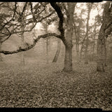 Oak in fog