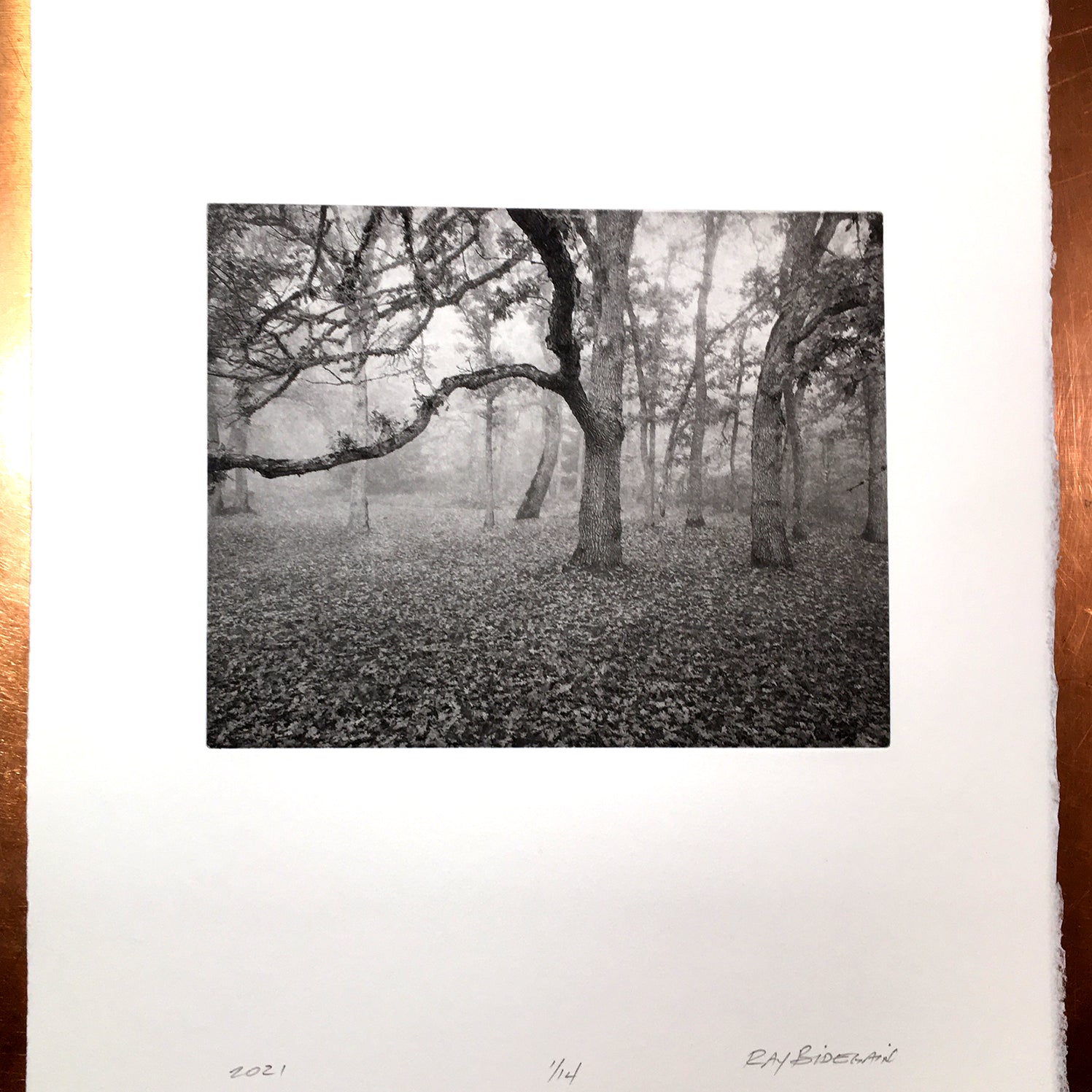 Early Morning Oaks   - Polymer photogravure print - Edition 2021