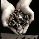 Rose Petals