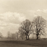 Sauvie Island trees
