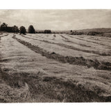 Sauvie Island Hay - photogravure print - Edition 2021