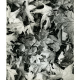Sauvie Island leaves   - Polymer photogravure print - Edition 2021