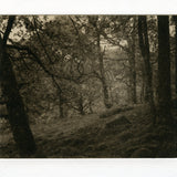 Scotland trees-  polymer gravure print