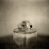 Bobcat skull #2