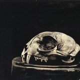 Bobcat skull - Tintype