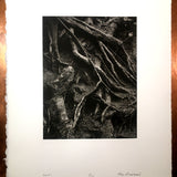 Forks Stump   - Polymer photogravure print - Edition 2021