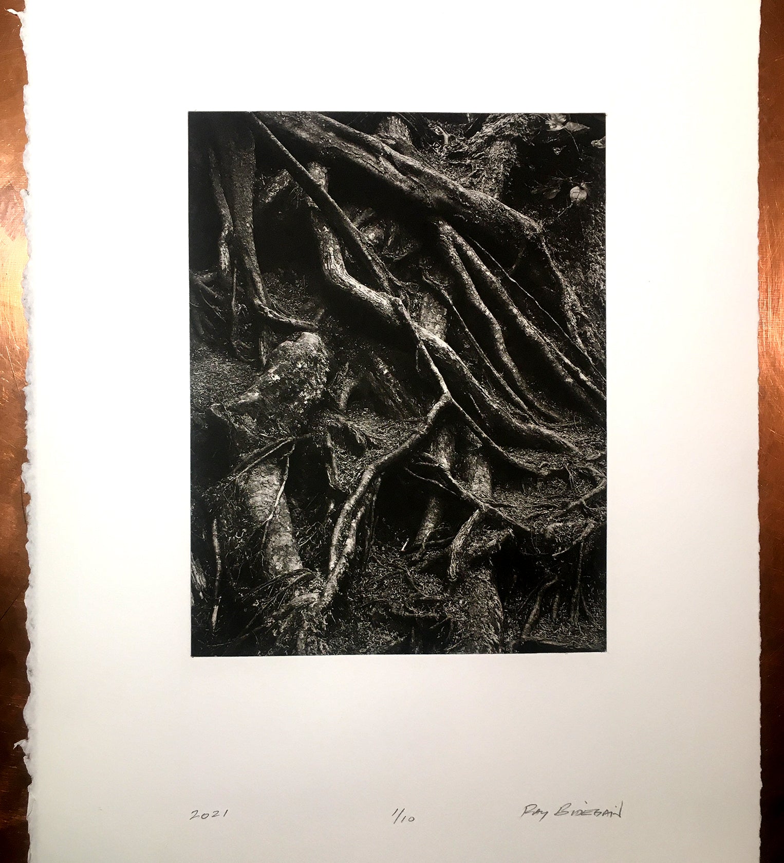 Forks Stump   - Polymer photogravure print - Edition 2021