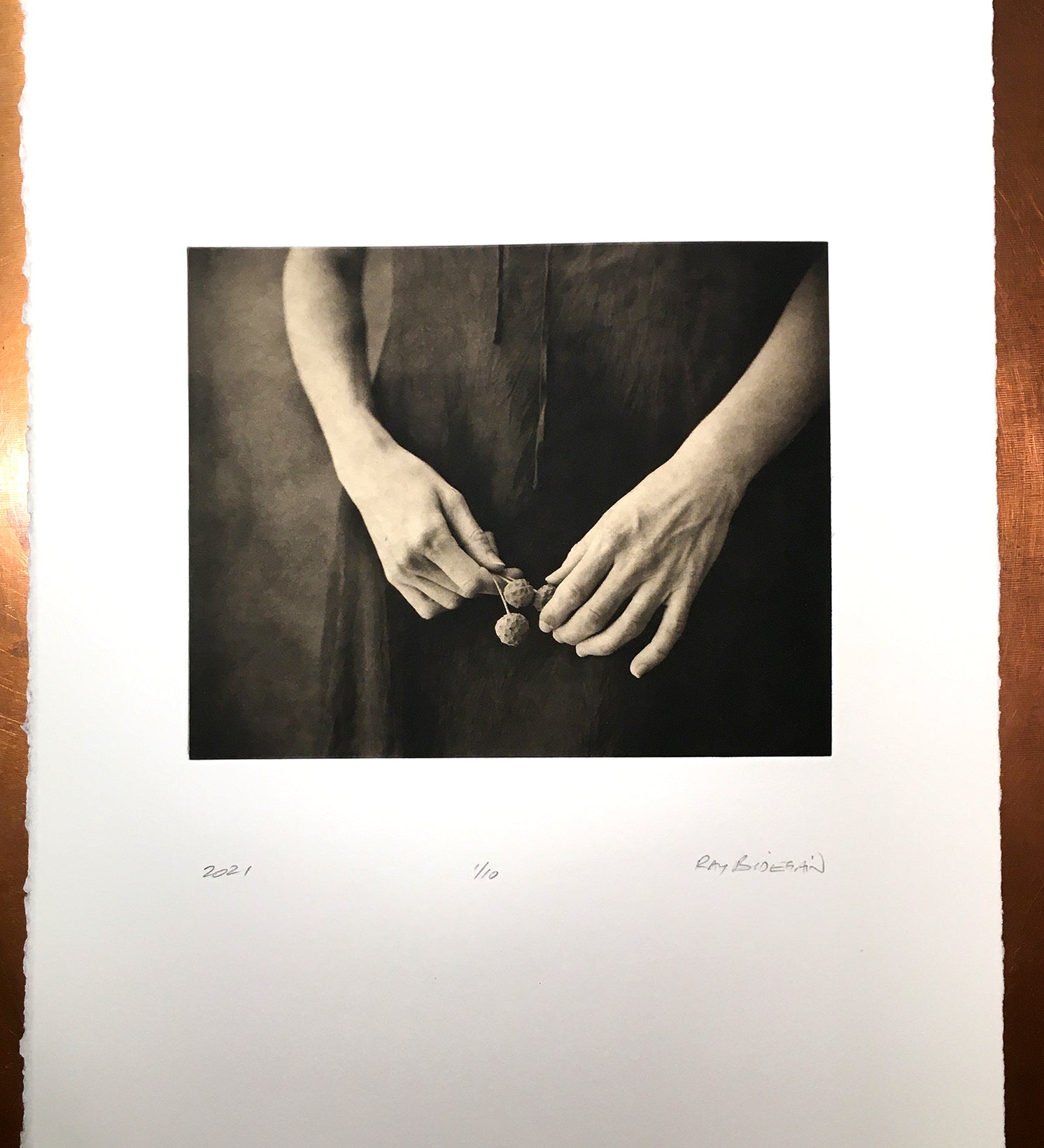 The Dogwood  - Polymer photogravure print - Edition 2021