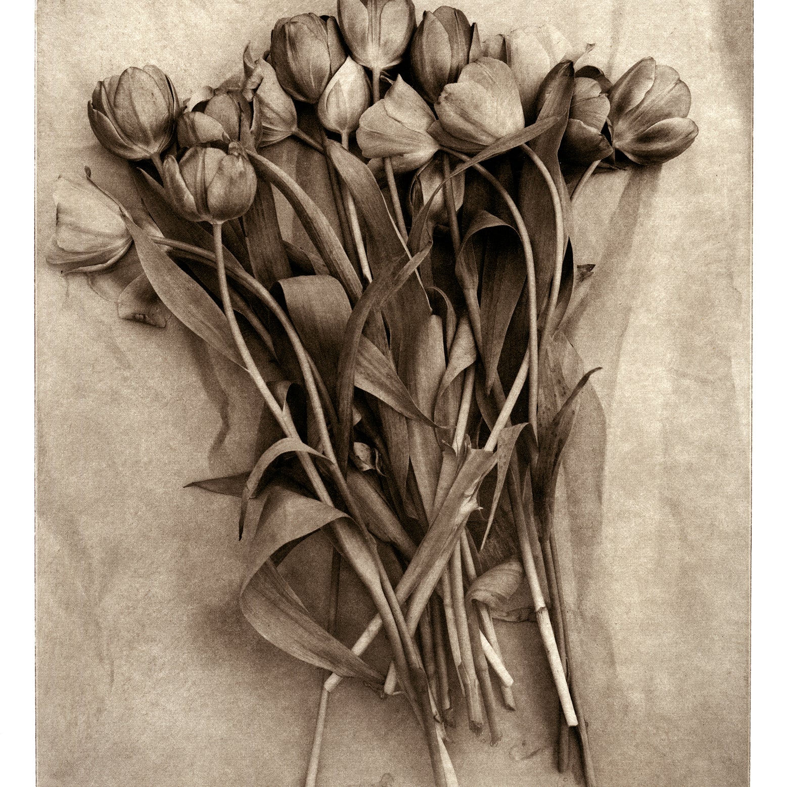 Tulips on Paper - Polymer photogravure print - Edition 2021