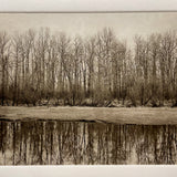Winter Trees - photogravure print - Edition 2021